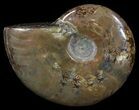 Flashy Red Iridescent Ammonite - Wide #52329-1